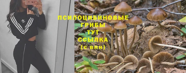 ПСИЛОЦИБИНОВЫЕ ГРИБЫ Абаза